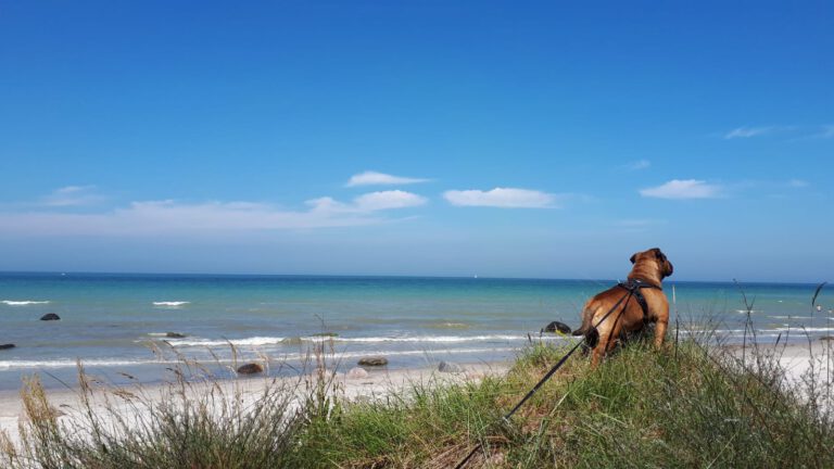 Hund 1am Nordstrand 768x432
